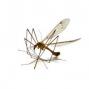 A maláriát Anopheles szúnyogok terjesztik. Forrás: SXC