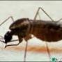 Szúnyogok terjesztik az O"Nyong Nyong vírusát
