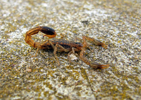 Egzotikus vesz&eacute;lyek