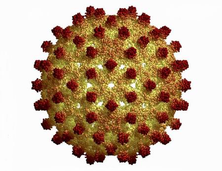 Hepatitis-B v&iacute;rus