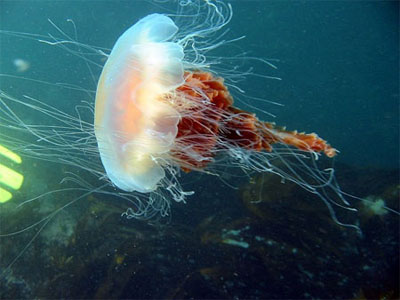 medúza, medúzacsípés