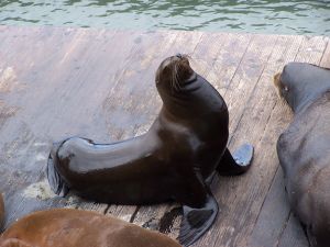 Oroszlánfóka, Egyesült Államok, San Francisco