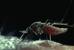 Sz&uacute;nyogcs&iacute;p&eacute;s